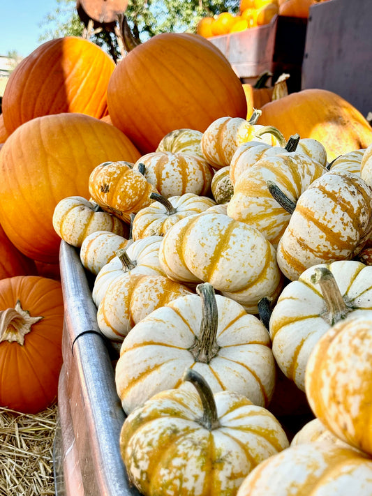 Field Trip: The Great Pumpkin Hunt - Which One Will You Choose?