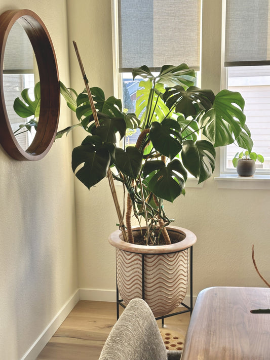 Monster, my Monstera Deliciosa, next to a swoon-worthy Mid-Century Modern, solid walnut mirror.