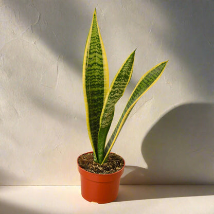 Snake Plant Laurentii - June Moon Homescapes