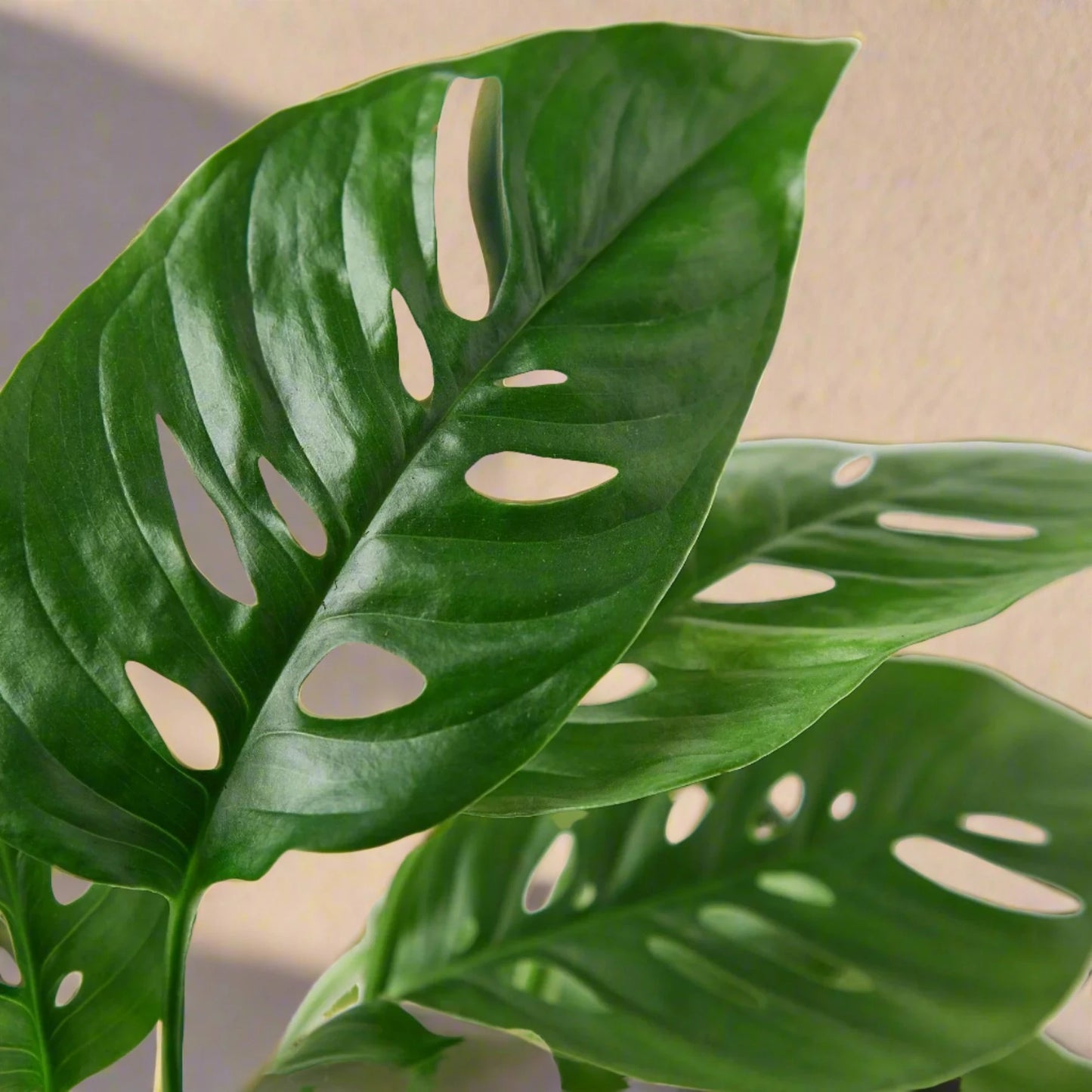 Monstera Adansonii 'Swiss Cheese' - June Moon Homescapes