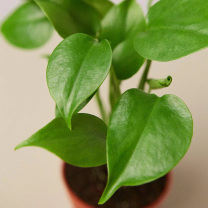 Philodendron Monstera Split-Leaf - June Moon Homescapes