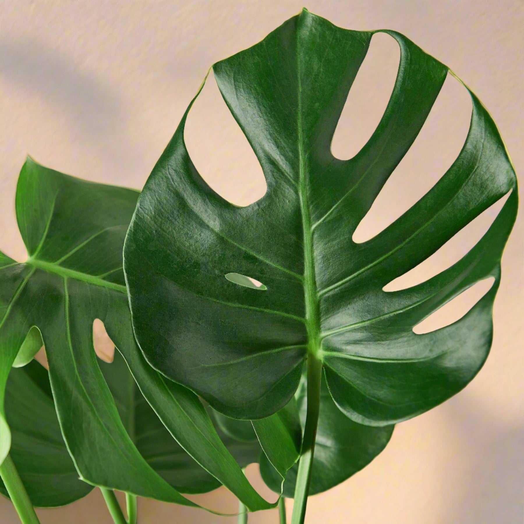 Philodendron Monstera Split-Leaf - June Moon Homescapes