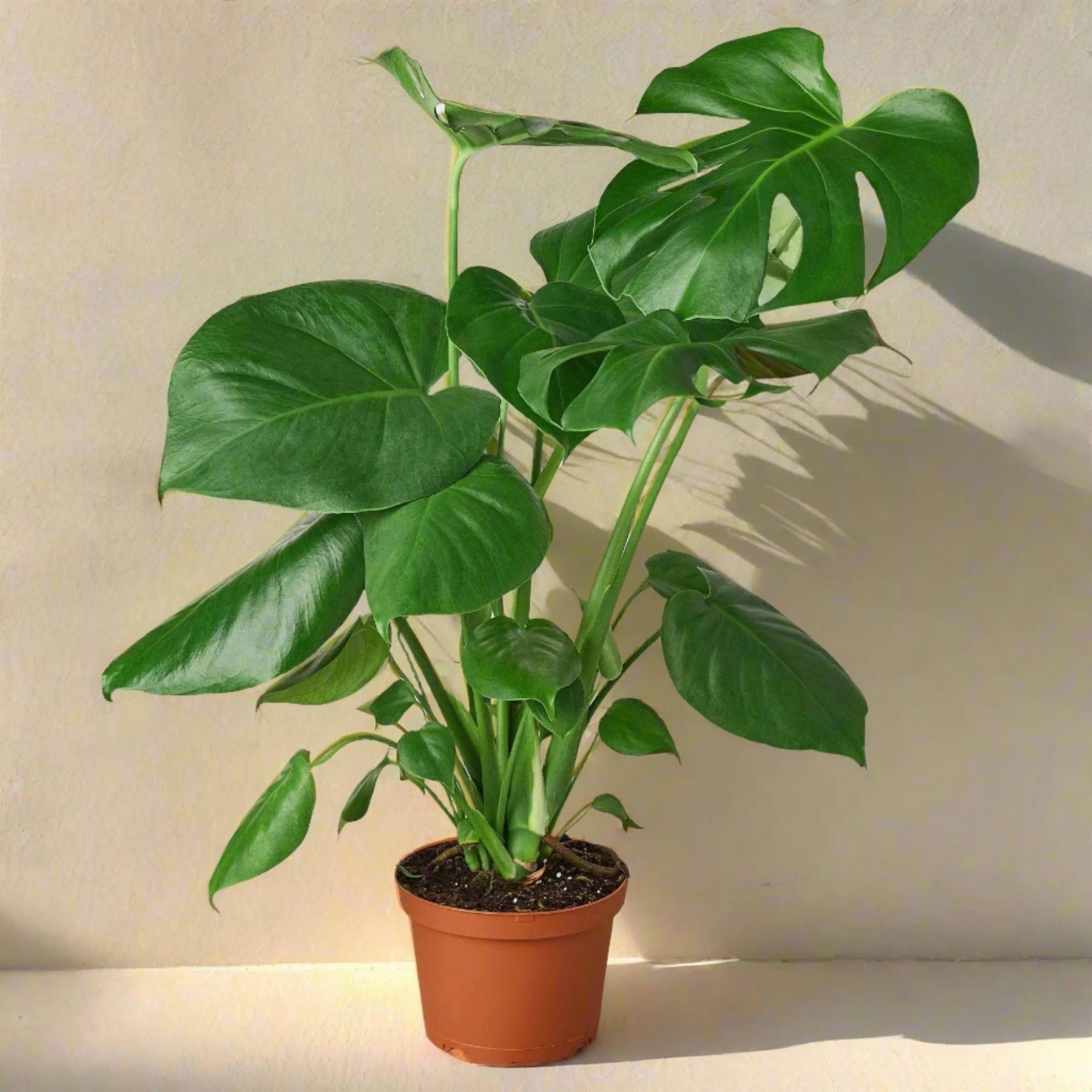 Philodendron Monstera Split-Leaf - June Moon Homescapes