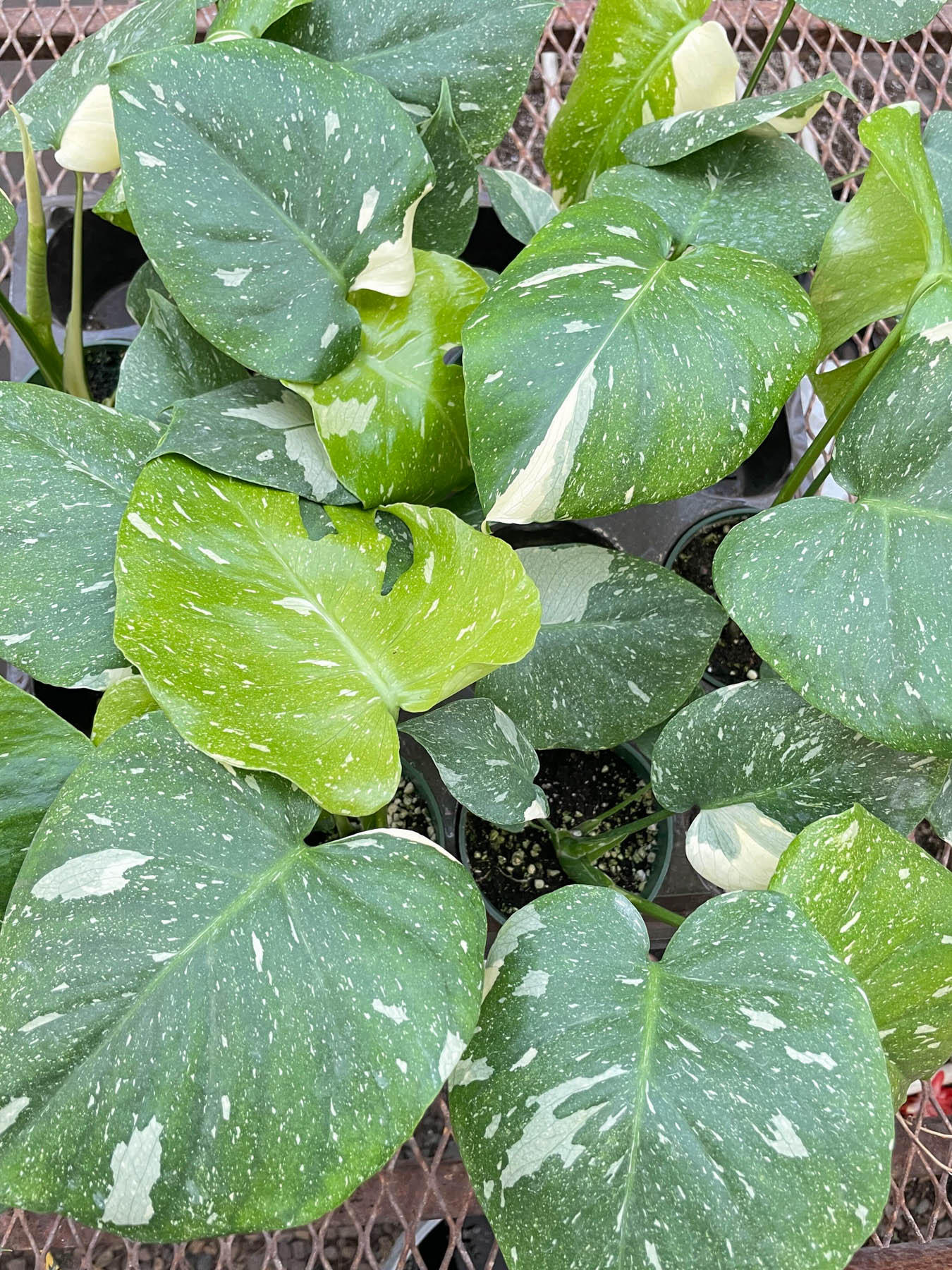 Monstera 'Thai Constellation' - June Moon Homescapes