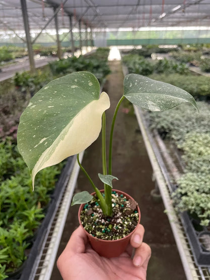 Monstera 'Thai Constellation' - June Moon Homescapes