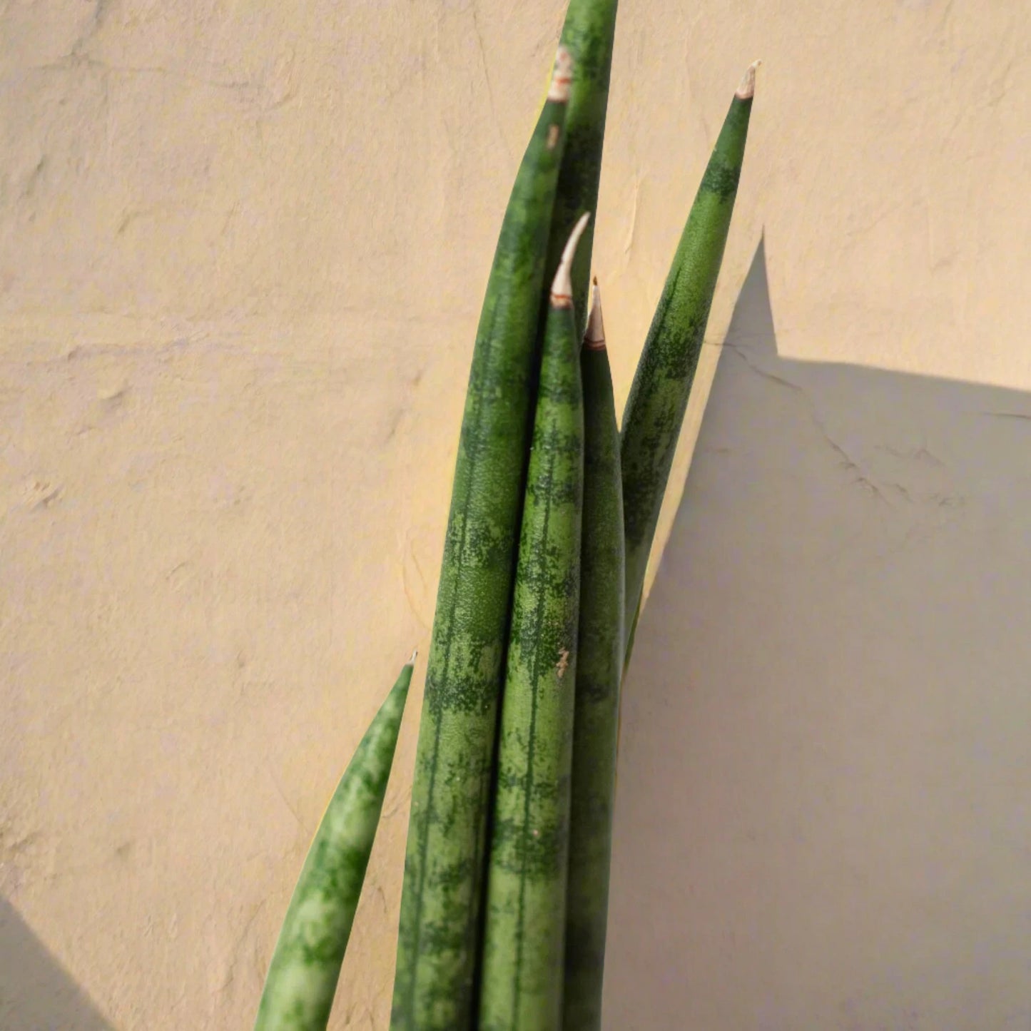 Snake Plant Cylindrica - June Moon Homescapes