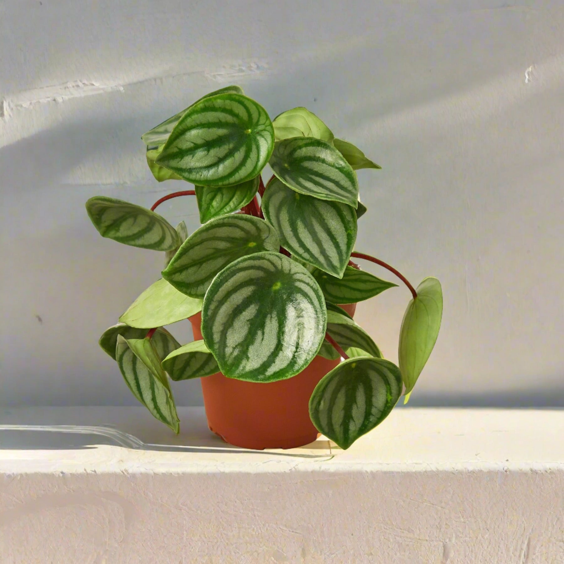 Peperomia Watermelon - June Moon Homescapes