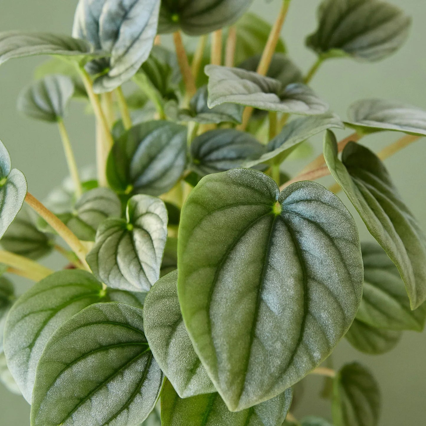 Peperomia 'Frost' - June Moon Homescapes