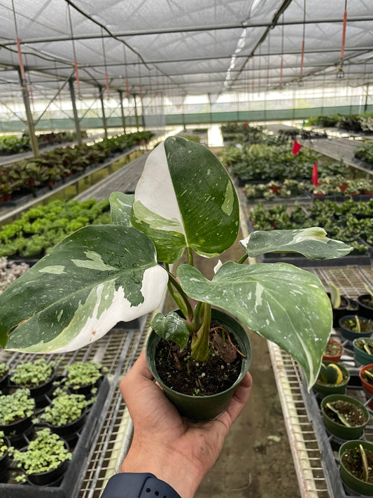 Philodendron 'White Princess' - June Moon Homescapes