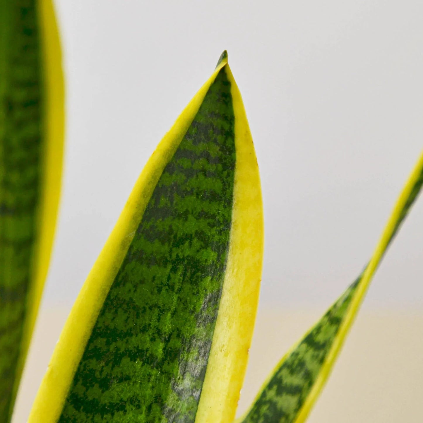 Snake Plant Laurentii - June Moon Homescapes