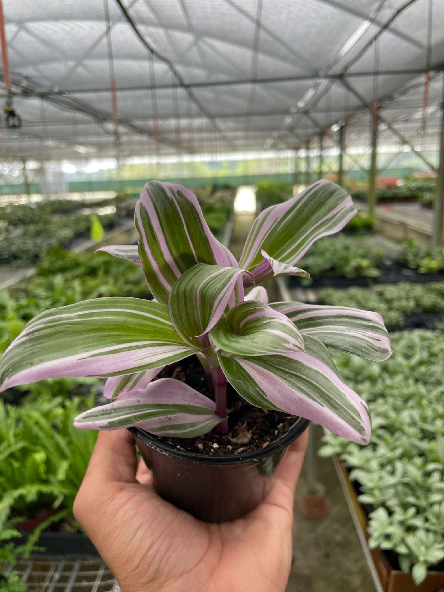 Tradescantia 'Nanouk' - June Moon Homescapes