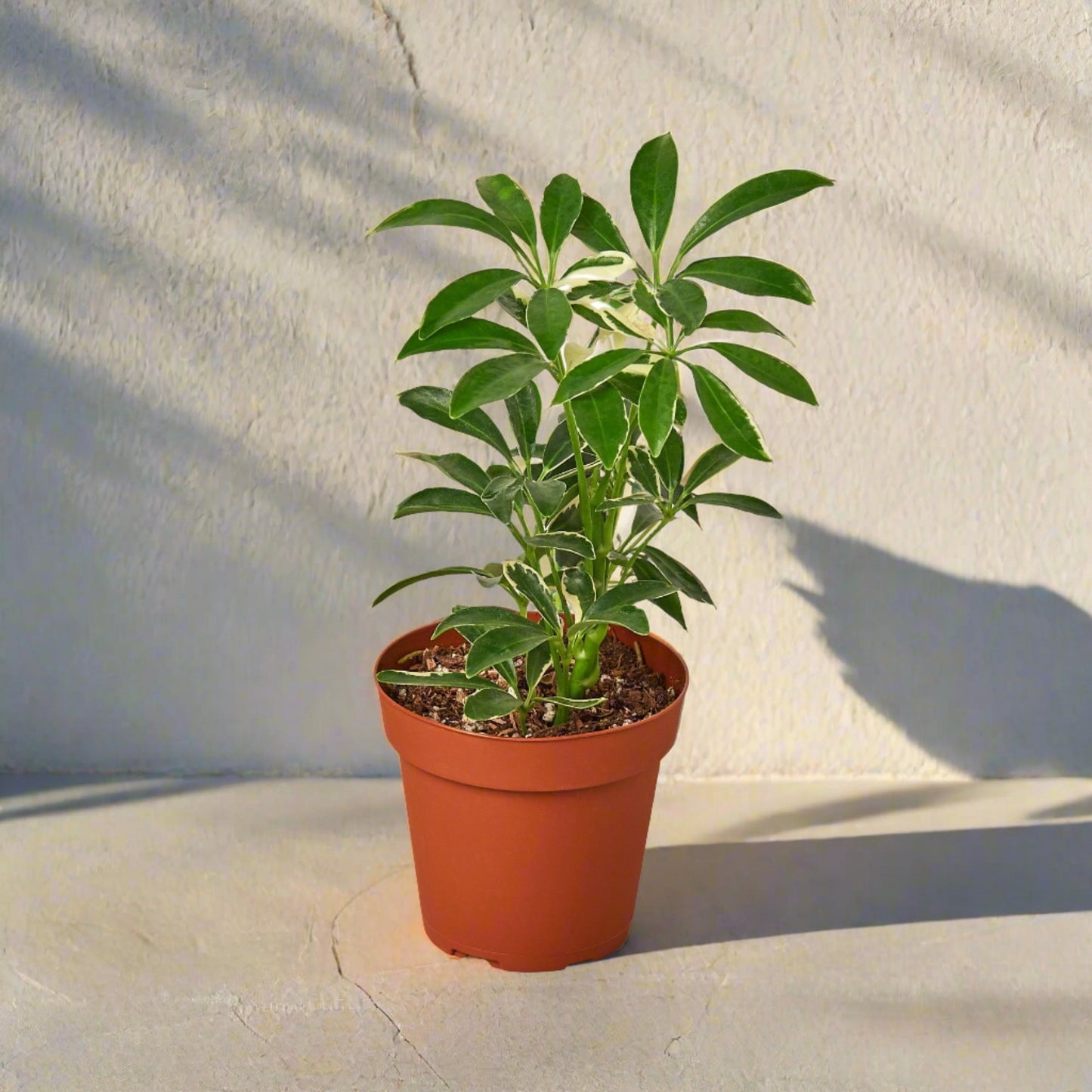 Schefflera Moonlight 'Umbrella Plant' - June Moon Homescapes