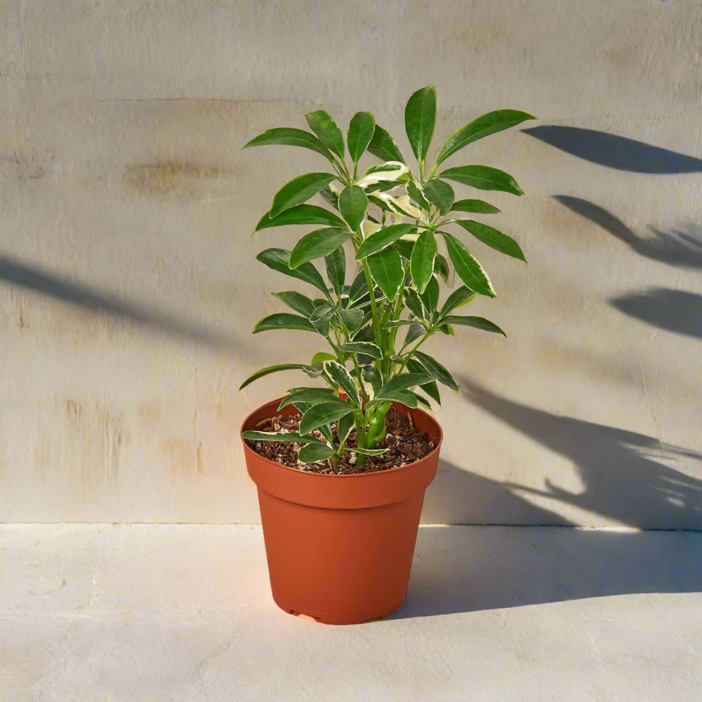 Schefflera Moonlight 'Umbrella Plant' - June Moon Homescapes