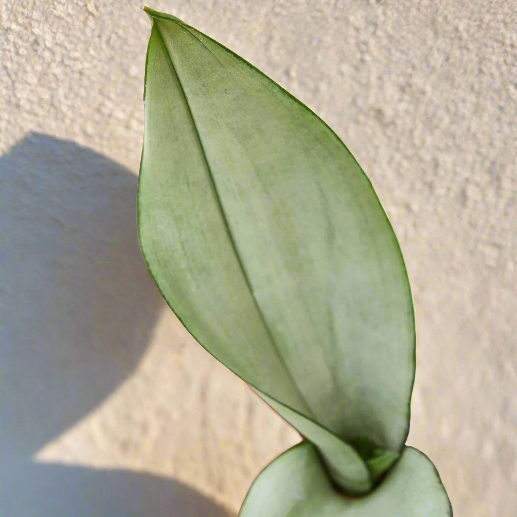 Snake Plant Moonshine - June Moon Homescapes