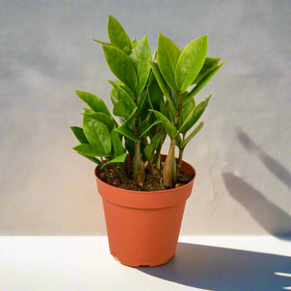 Zamioculcas Zamiifolia ZZ - June Moon Homescapes