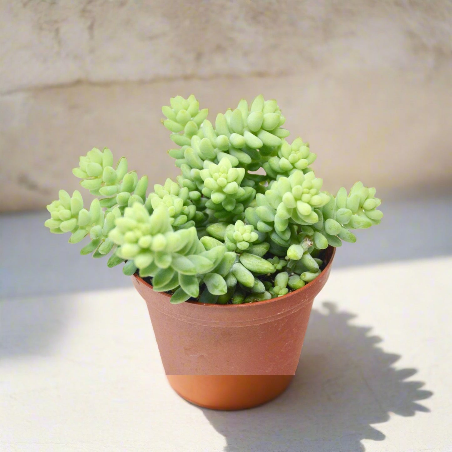 Sedum 'White Stone Crop' Succulent - June Moon Homescapes