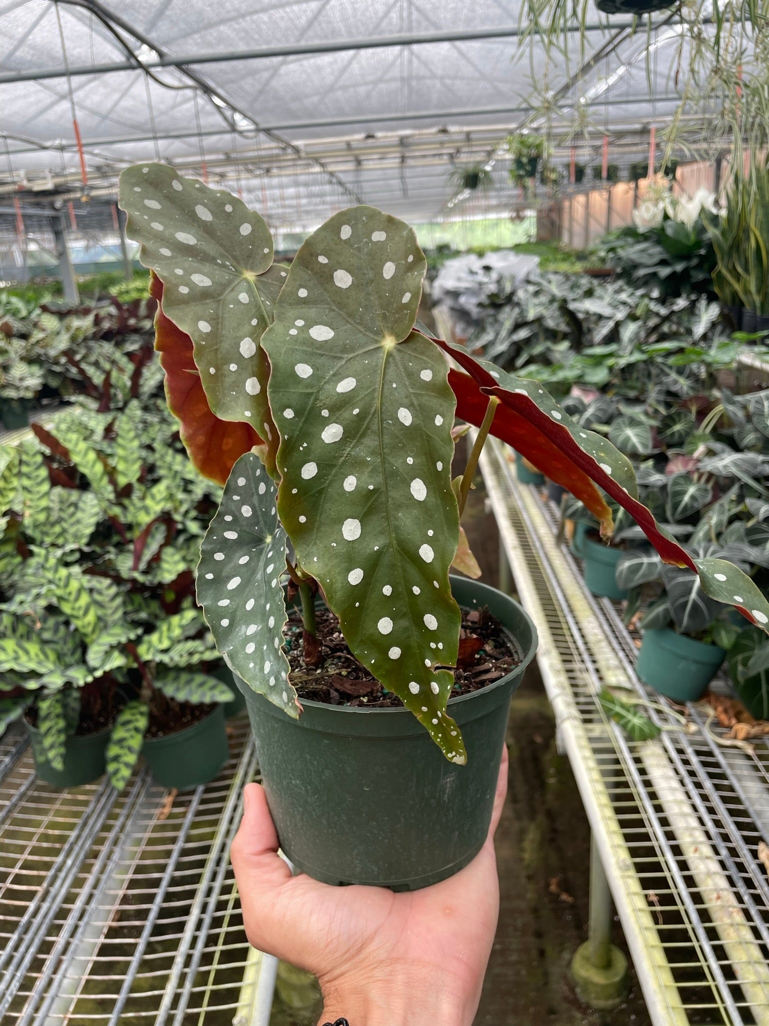 Polka Dot Begonia 'Maculata' - June Moon Homescapes