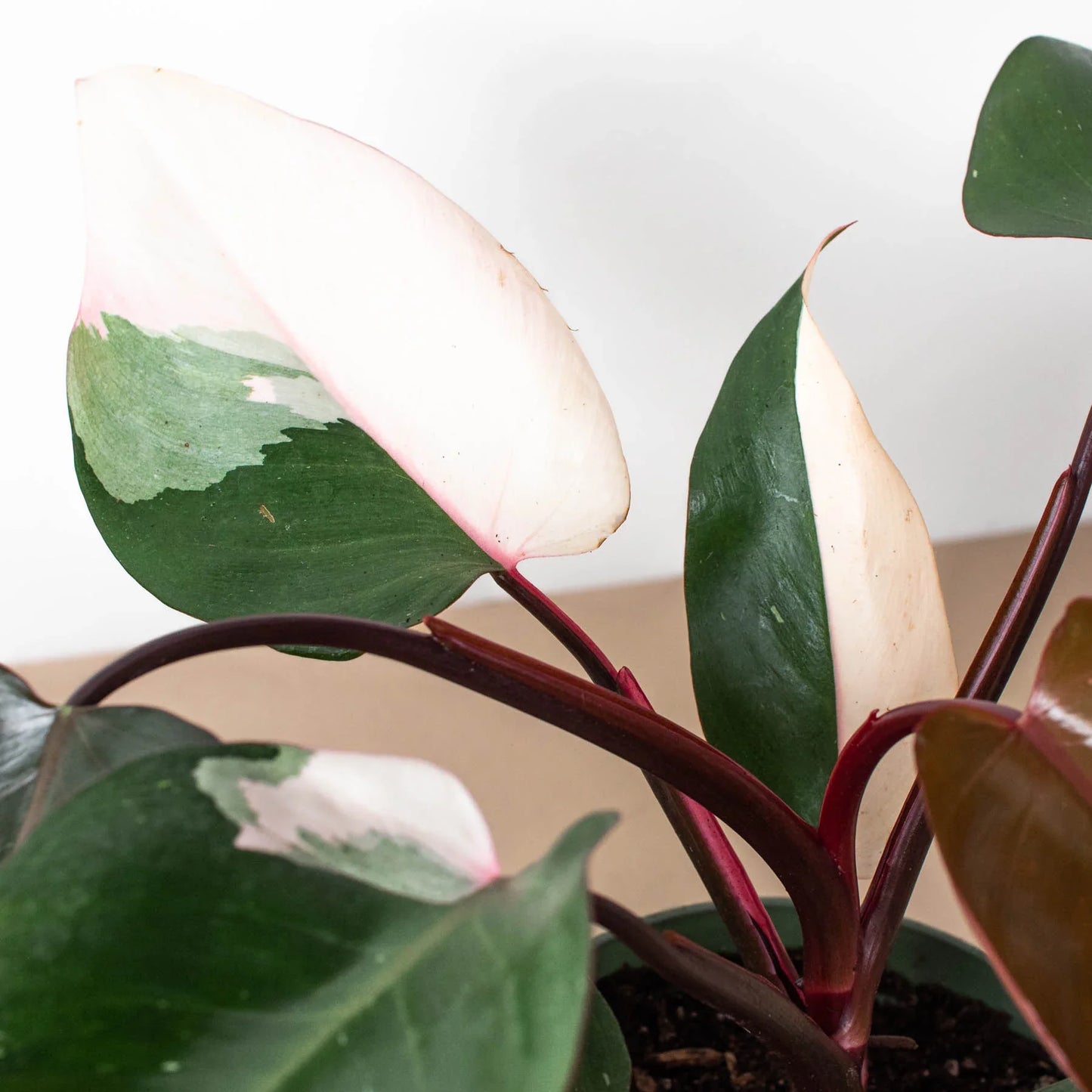 Philodendron 'Pink Princess' - June Moon Homescapes