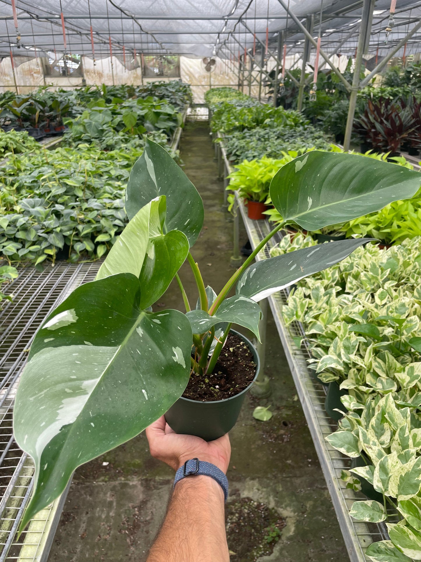 Philodendron 'White Princess' - June Moon Homescapes