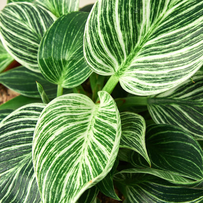 Philodendron 'Birkin' - June Moon Homescapes