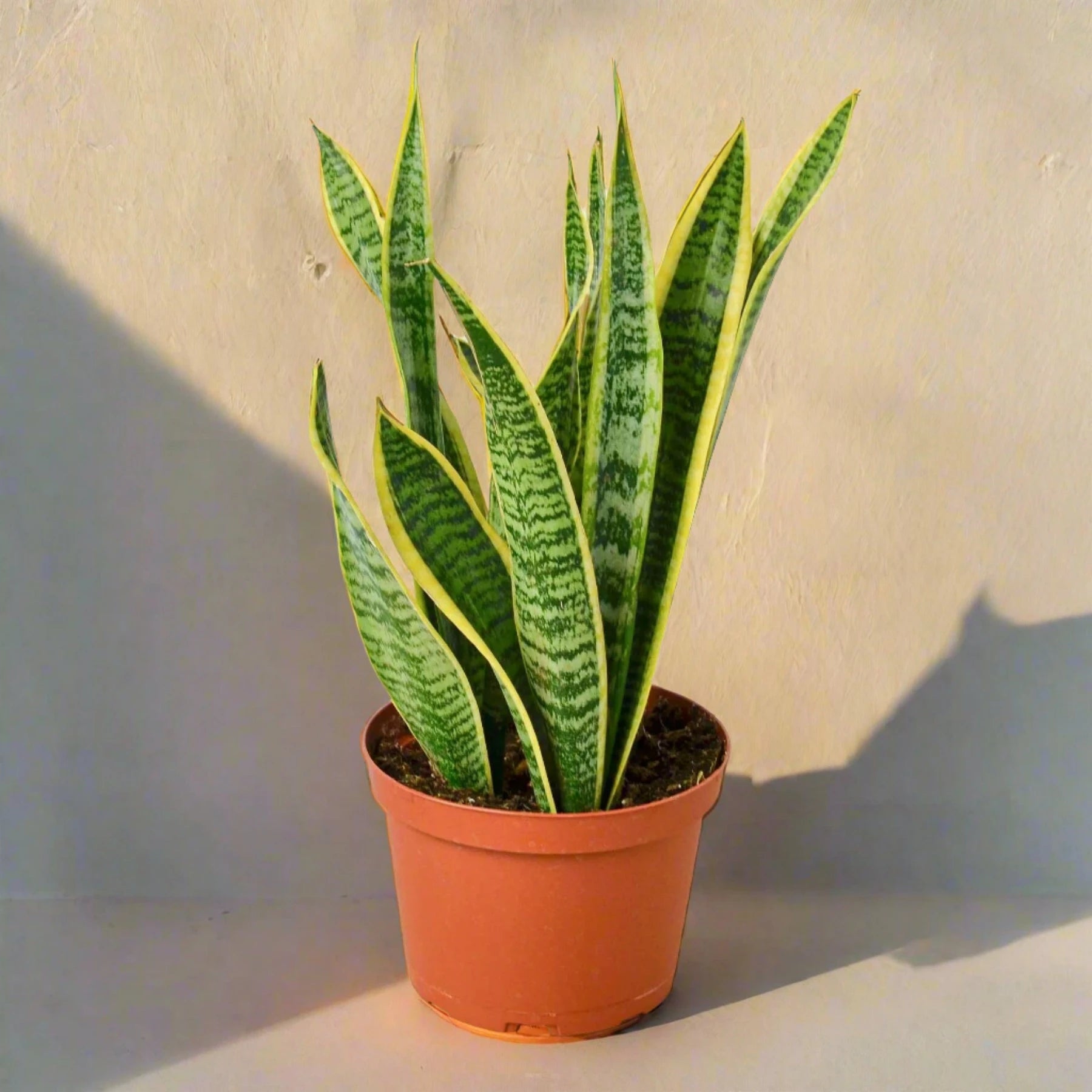 Snake Plant Laurentii - June Moon Homescapes