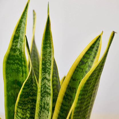 Snake Plant Laurentii - June Moon Homescapes