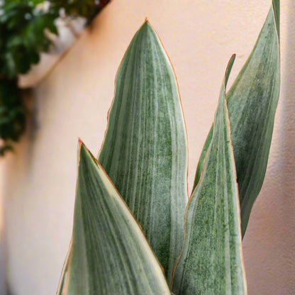 Snake Plant 'Sayuri' - June Moon Homescapes