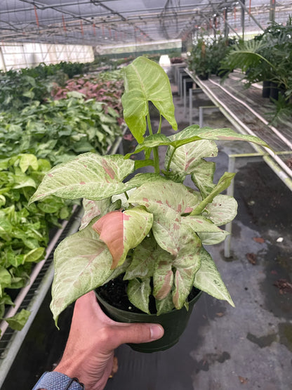 Syngonium 'Confetti' - June Moon Homescapes