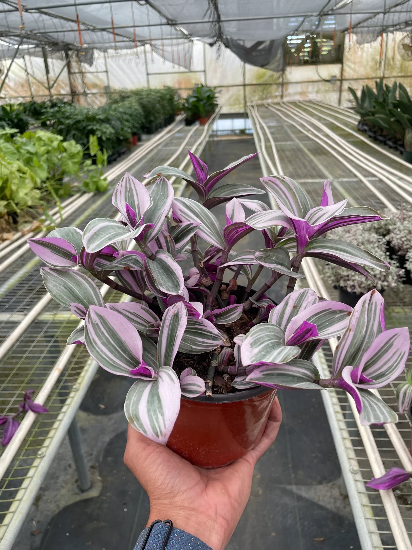 Tradescantia 'Nanouk' - June Moon Homescapes