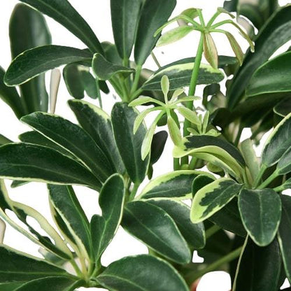 Schefflera Moonlight 'Umbrella Plant' - June Moon Homescapes