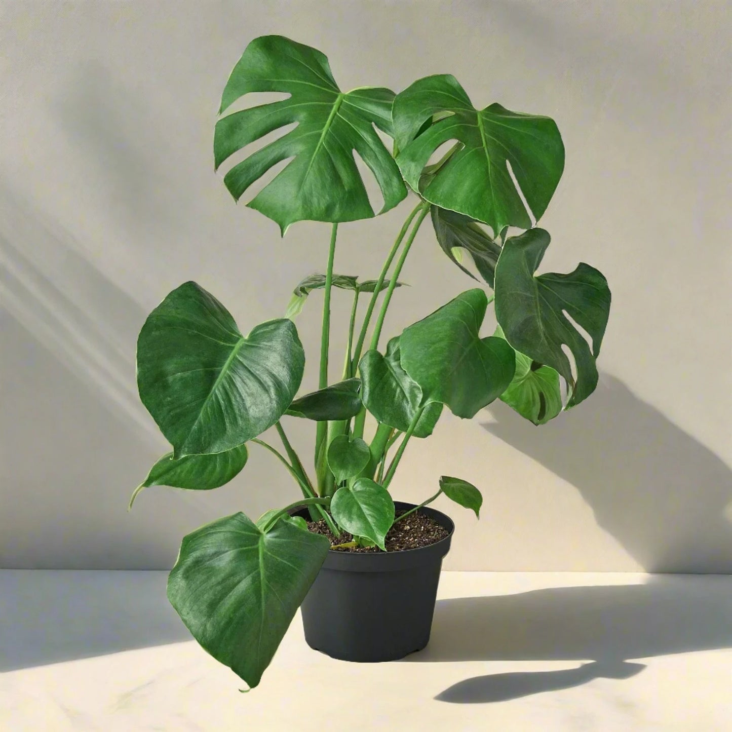 Philodendron Monstera Split-Leaf - June Moon Homescapes