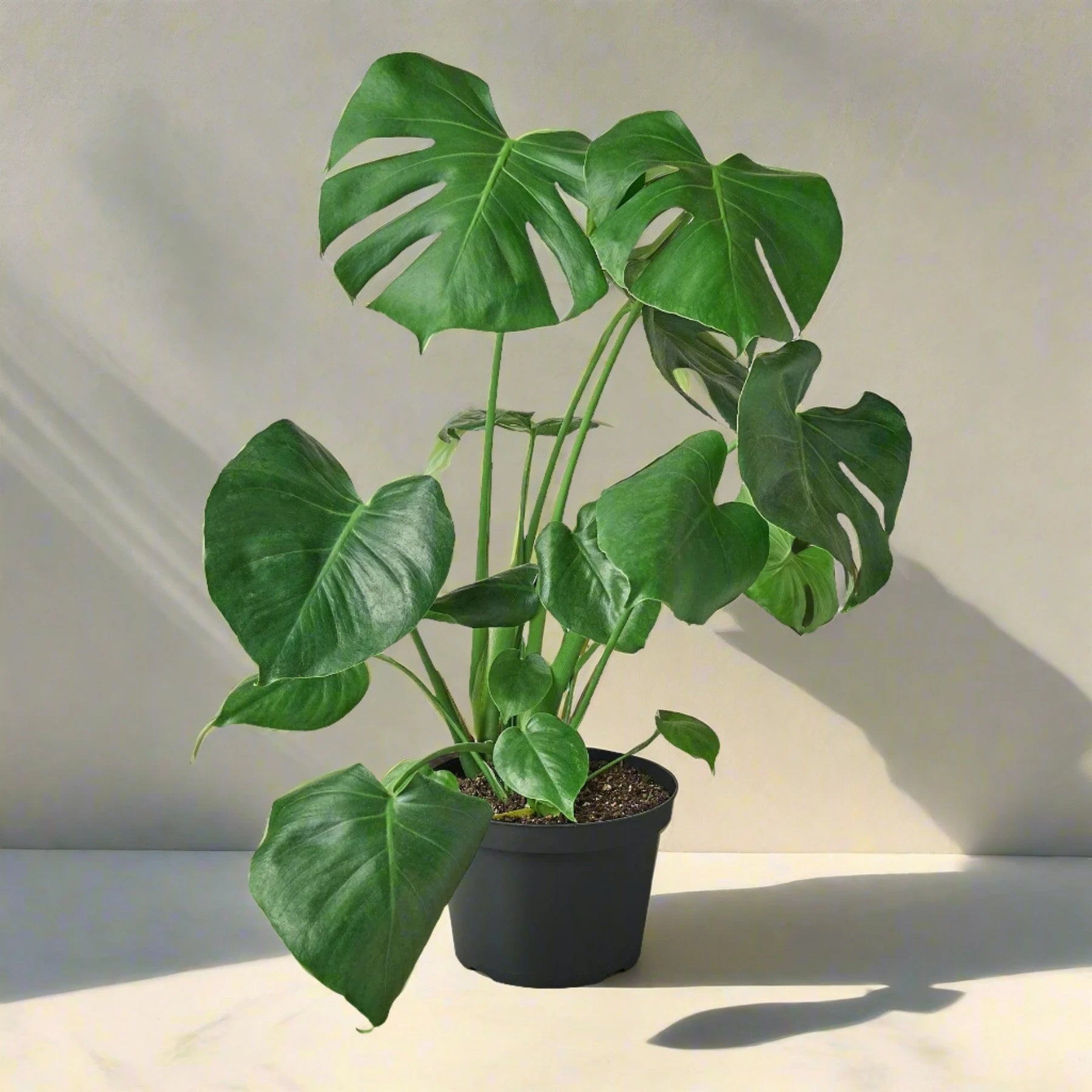 Philodendron Monstera Split-Leaf - June Moon Homescapes