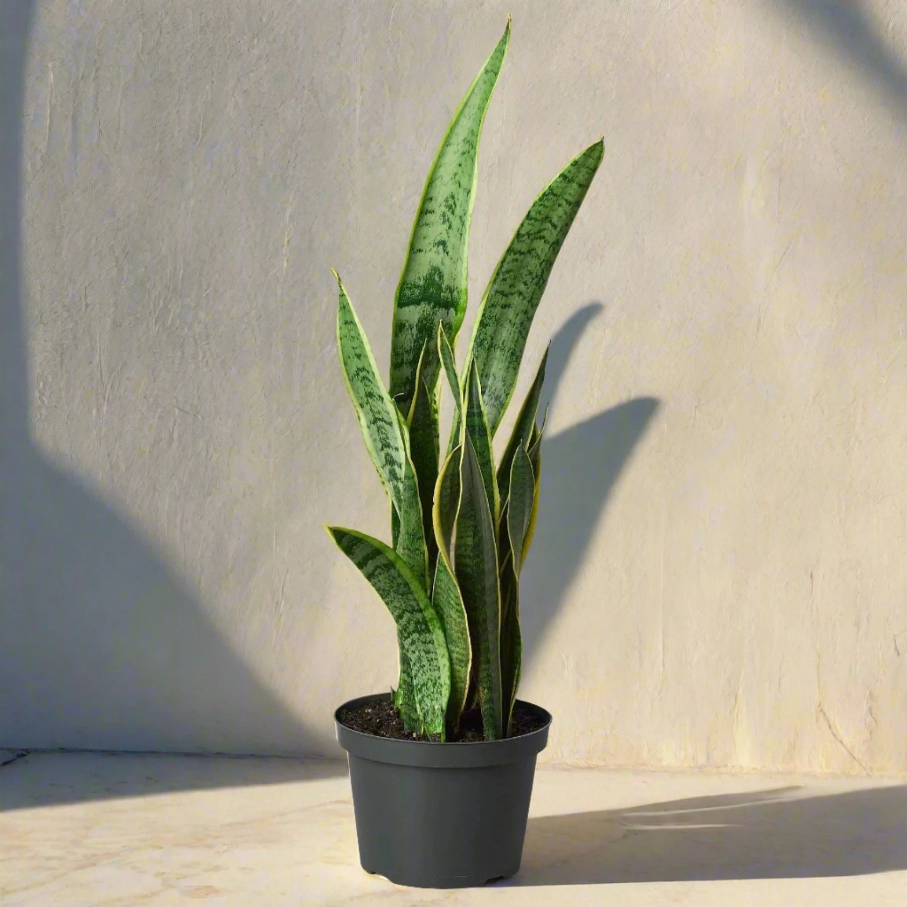 Snake Plant Laurentii - June Moon Homescapes