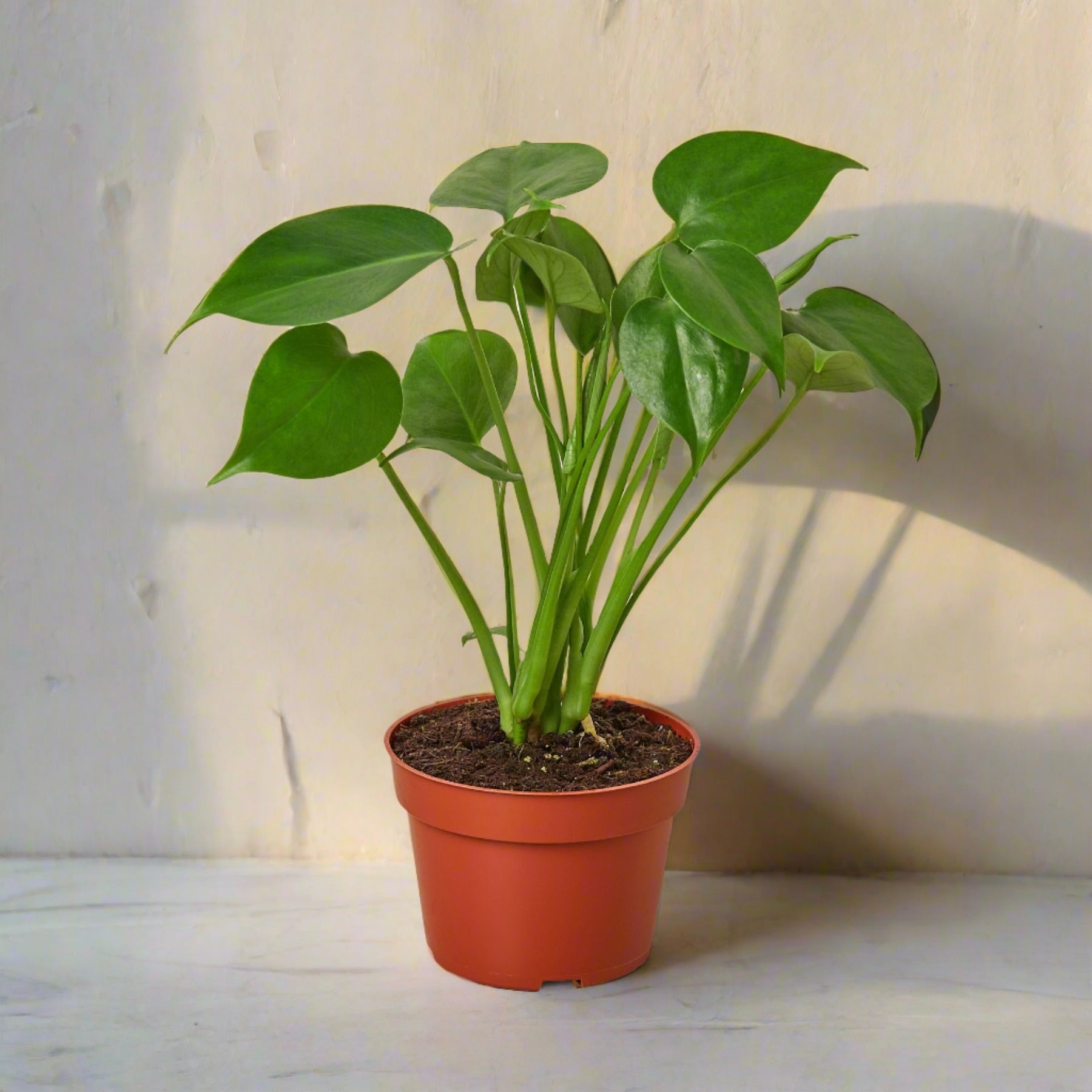 Philodendron Monstera Split-Leaf - June Moon Homescapes