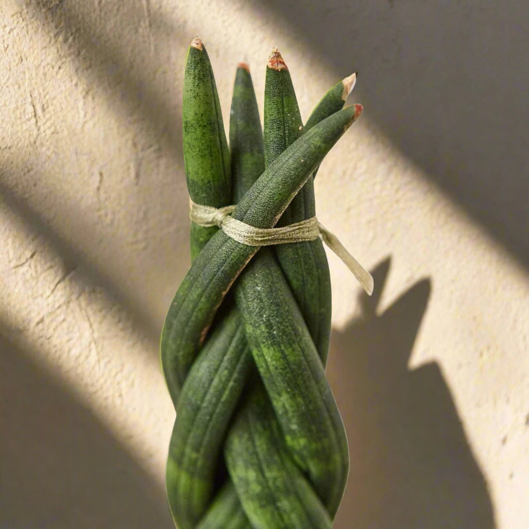 Snake Plant Braided - June Moon Homescapes