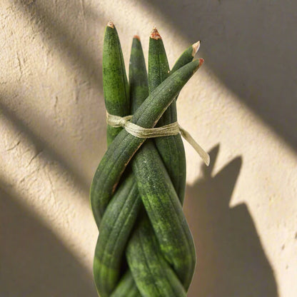 Snake Plant Braided - June Moon Homescapes