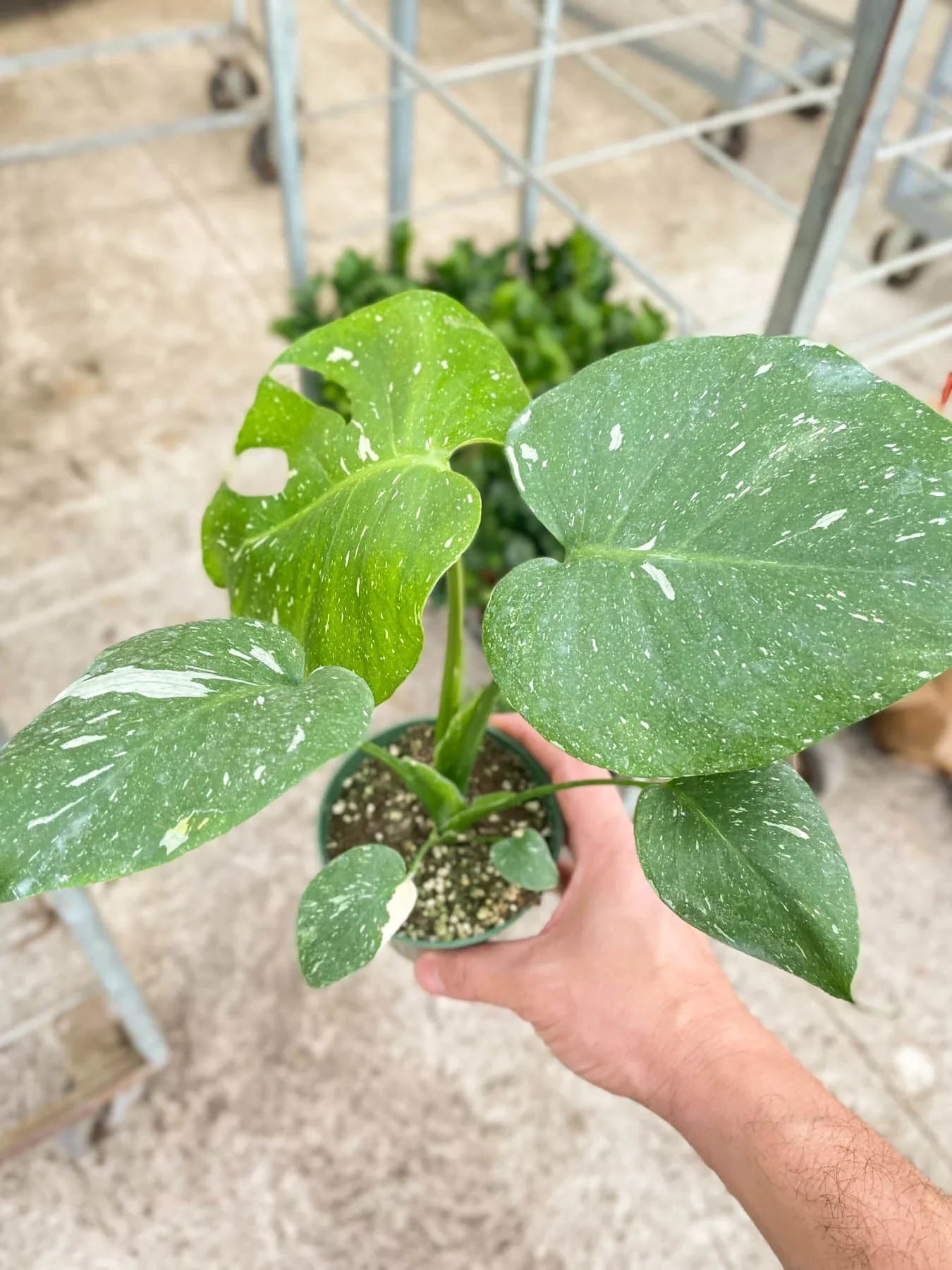 Monstera 'Thai Constellation' - June Moon Homescapes