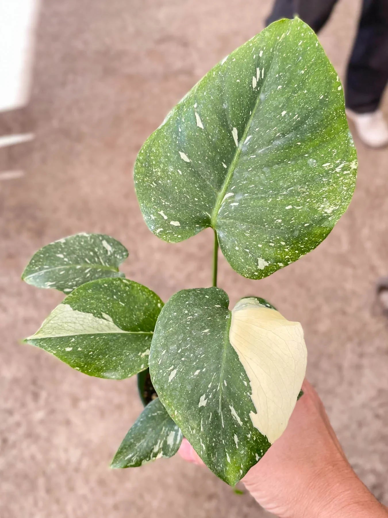 Monstera 'Thai Constellation' - June Moon Homescapes