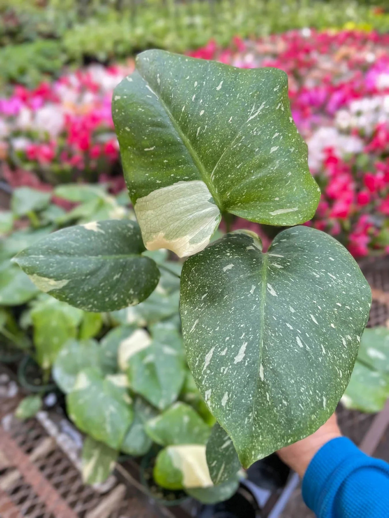 Monstera 'Thai Constellation' - June Moon Homescapes