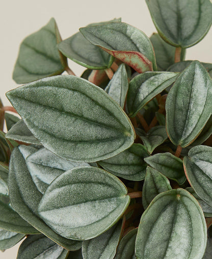 Peperomia 'Napoli Nights' - 4" Pot - June Moon Homescapes