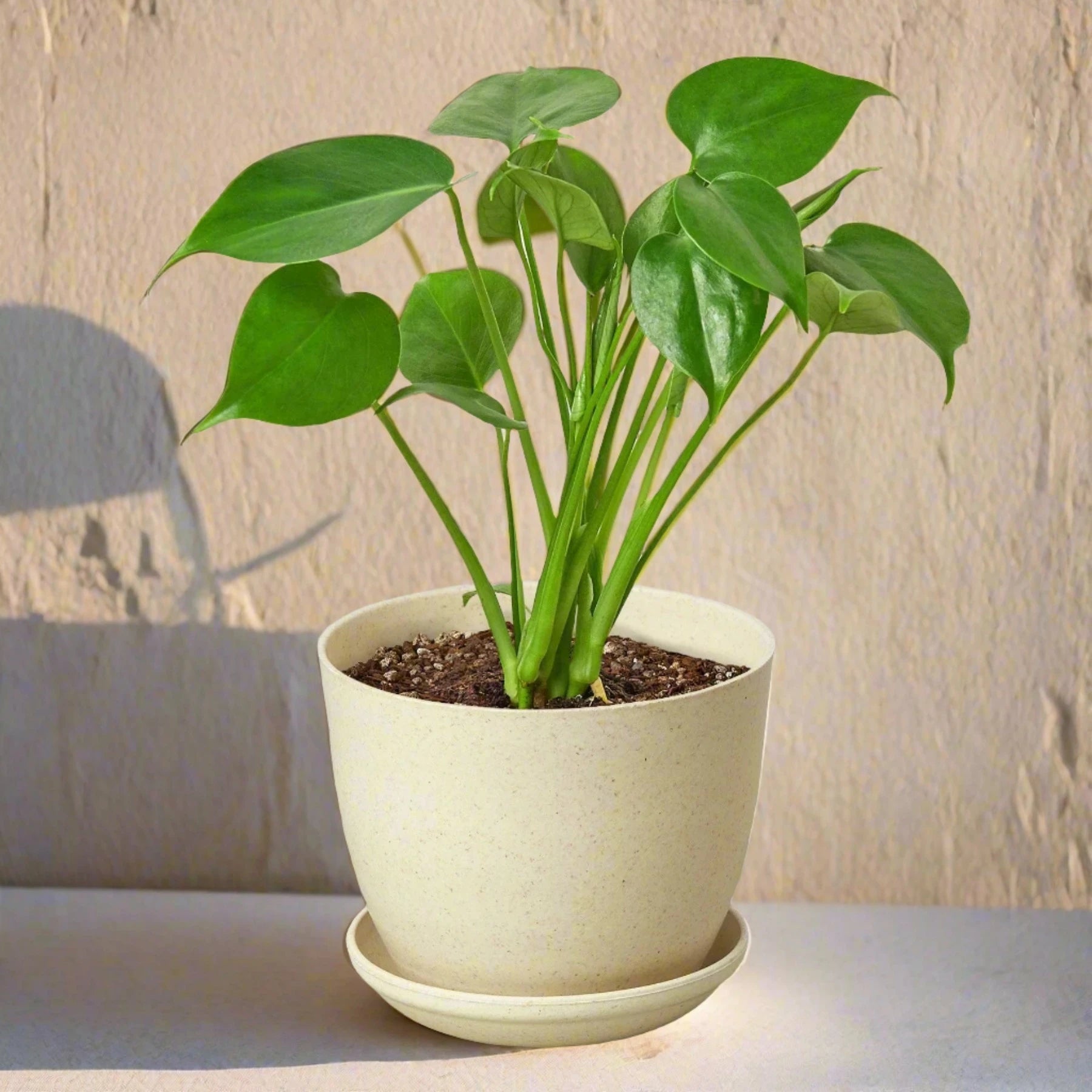 Philodendron Monstera Split-Leaf - June Moon Homescapes