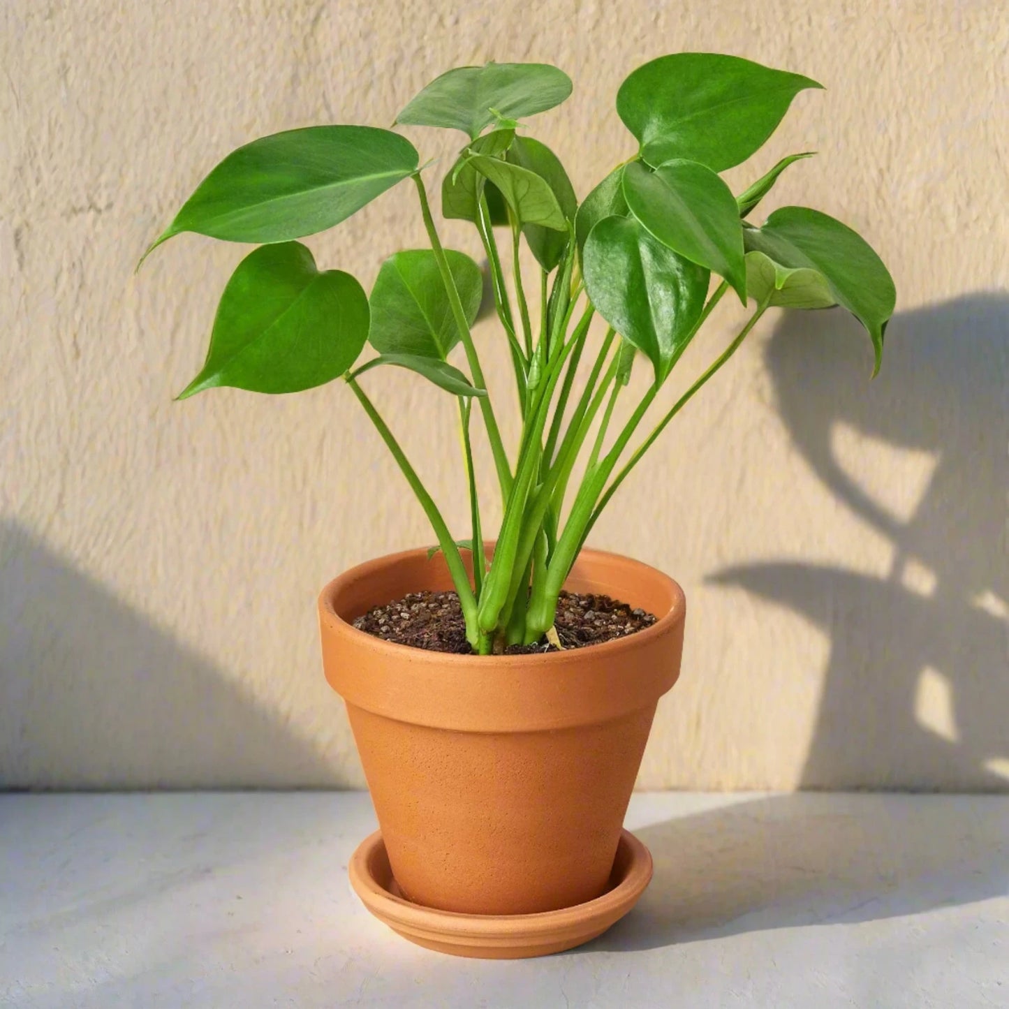 Philodendron Monstera Split-Leaf - June Moon Homescapes