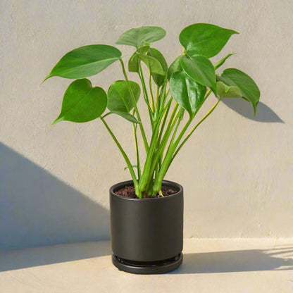 Philodendron Monstera Split-Leaf - June Moon Homescapes