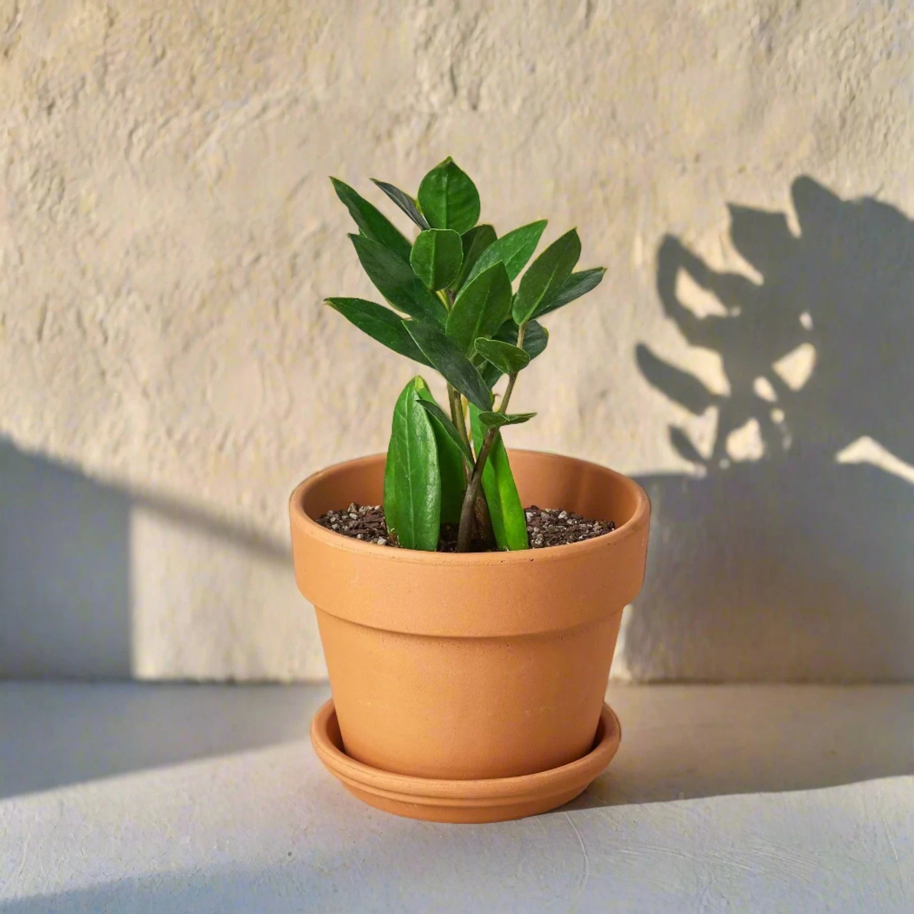 Zamioculcas Zamiifolia ZZ - June Moon Homescapes