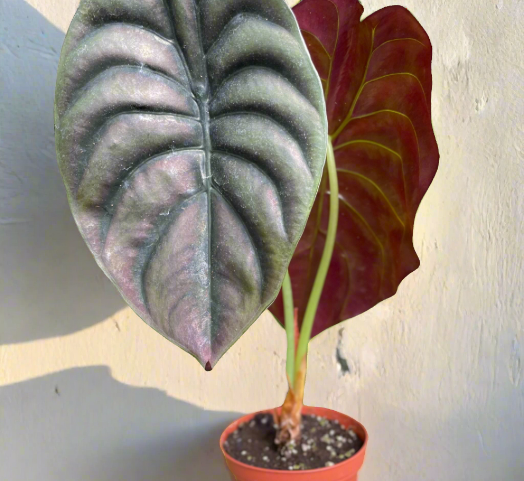 Red Secret Alocasia - June Moon Homescapes