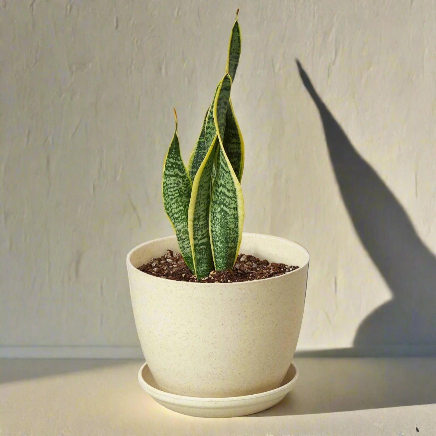 Snake Plant Laurentii - June Moon Homescapes