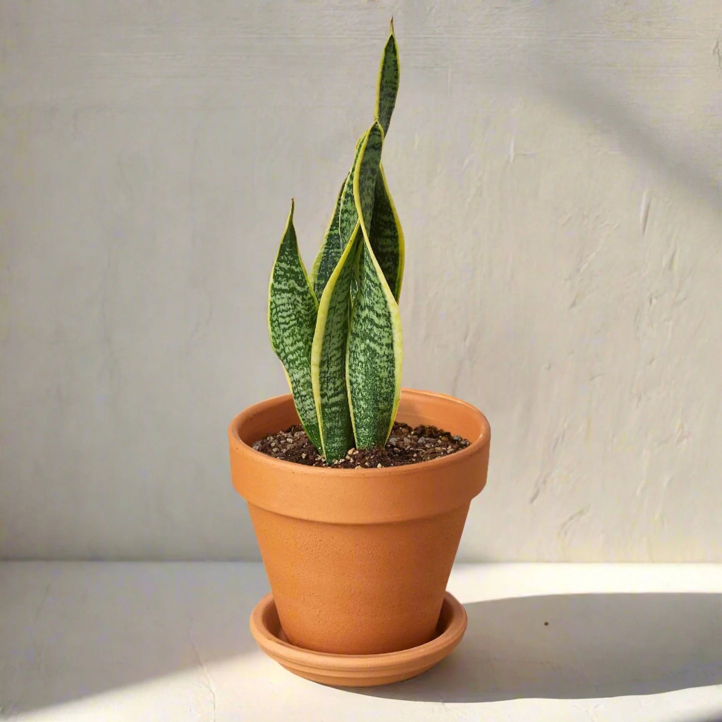 Snake Plant Laurentii - June Moon Homescapes