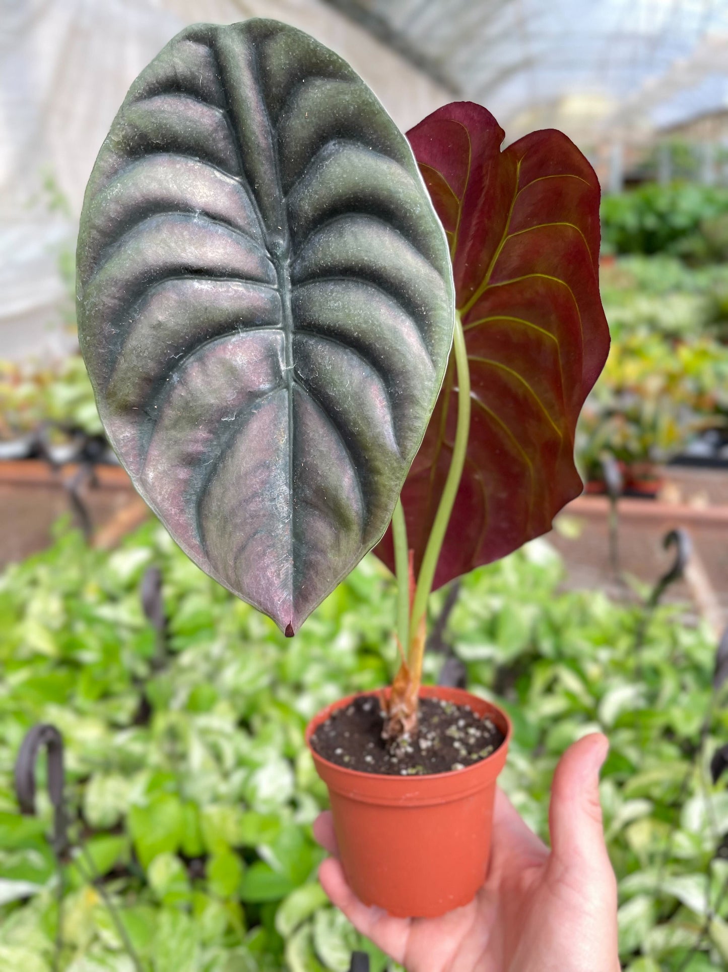 Red Secret Alocasia - June Moon Homescapes