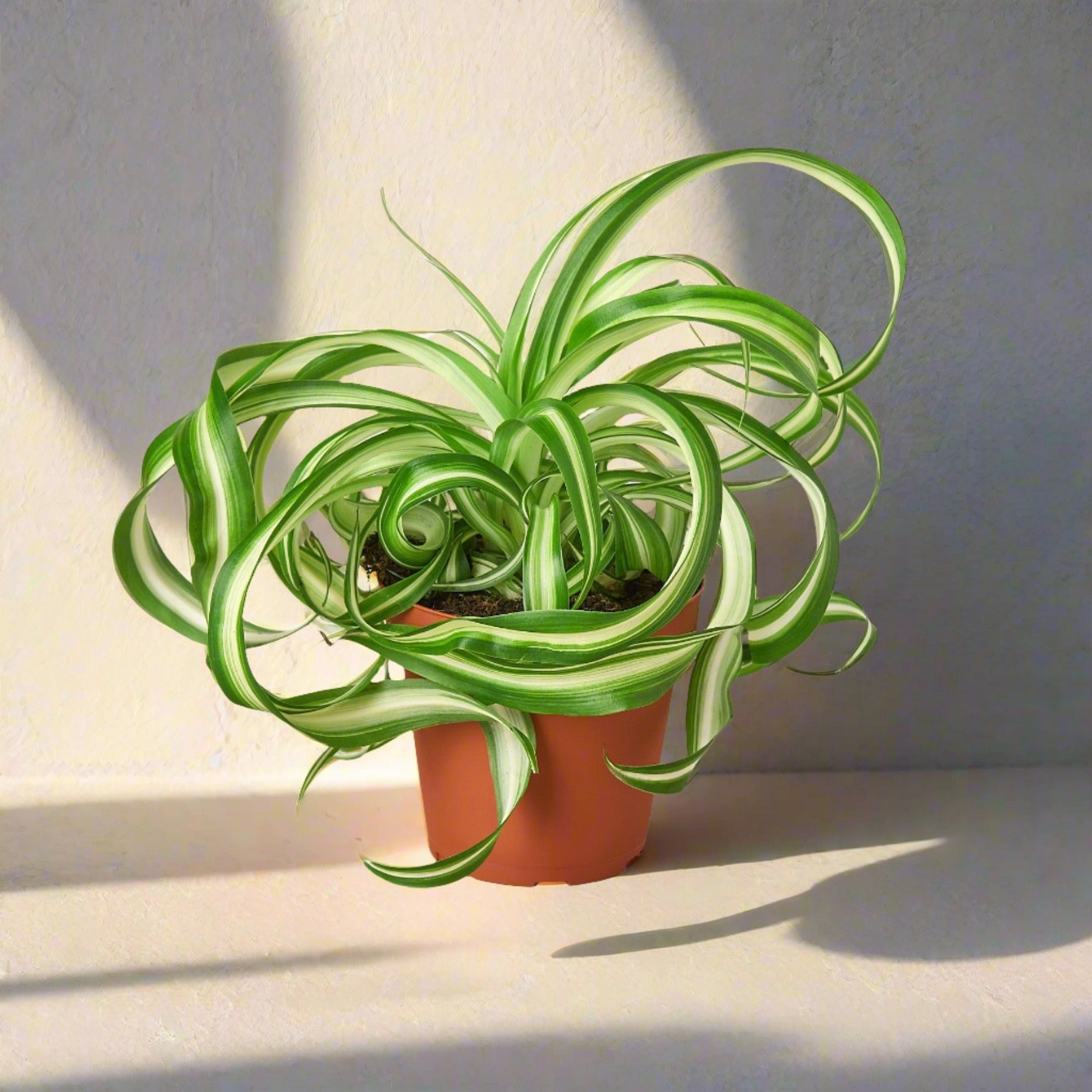 Spider Plant 'Bonnie' - June Moon Homescapes