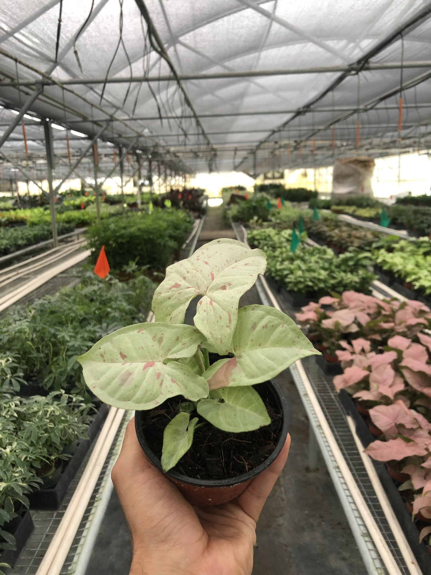 Syngonium 'Milk Confetti' - June Moon Homescapes